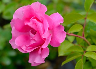 pink the mccartney rose hybrid tea rose