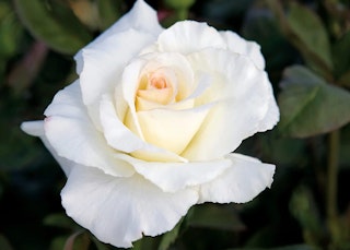 white secret south hybrid tea rose white secret south hybrid tea rose