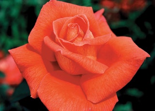 reddish orange voodoo hyrid tea rose