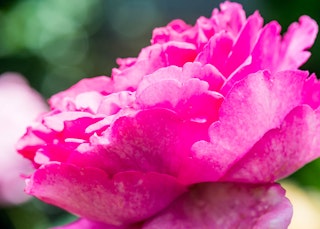 pink yves piaget hybrid tea rose