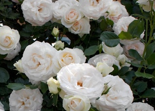 white eden climbing roses