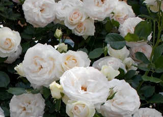 white eden climbing roses white eden climbing roses