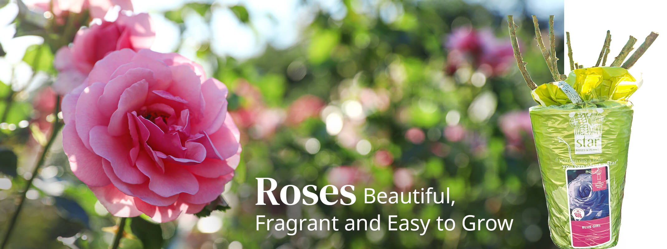 pink roses with the words roses beautiful, fragrant and easy to grow and a package of star bareroot roses 