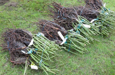 bareroot roses lying bundled and tied on the grass