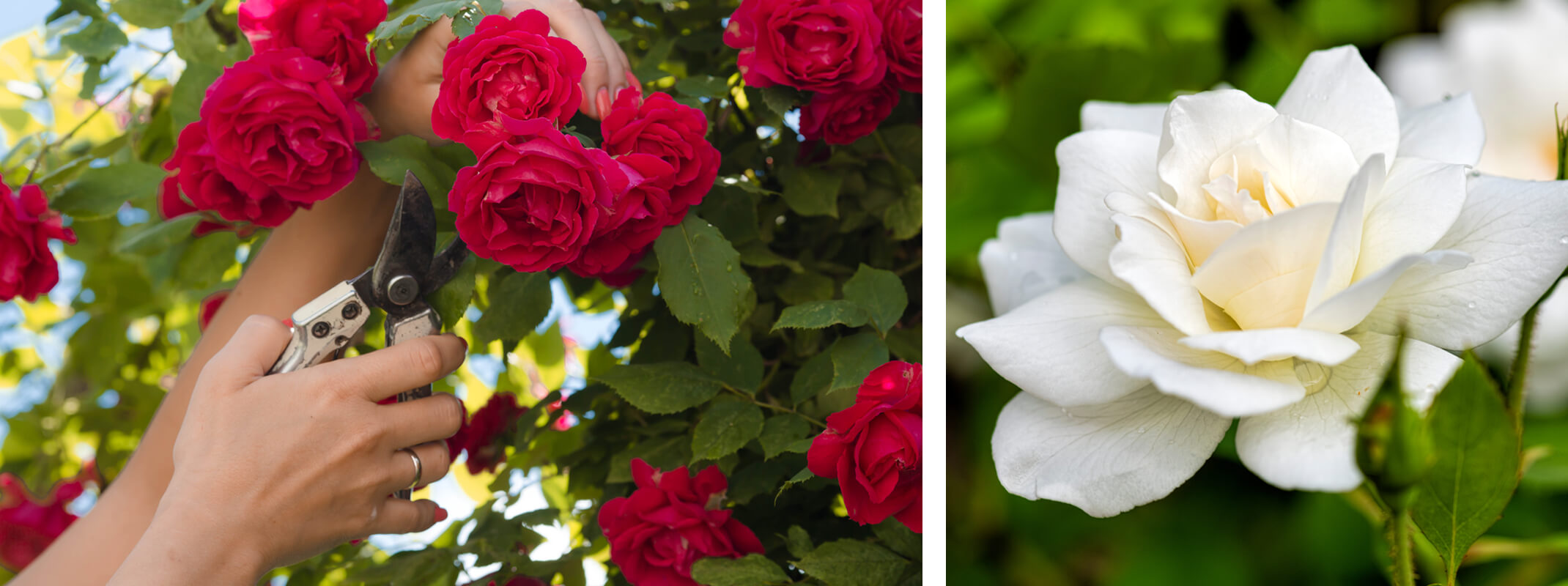 pruning red roses and a white rose up close