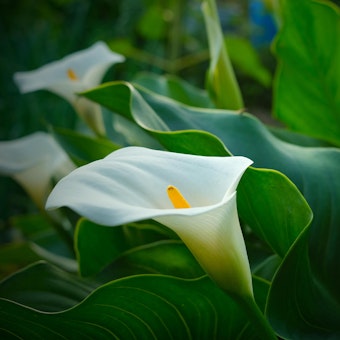 Close up of calla lilies growing in the garden
