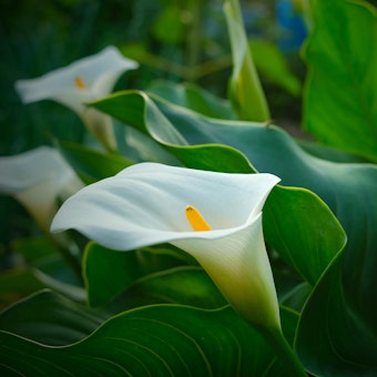 Calla Lilies Close up of calla lilies growing in the garden