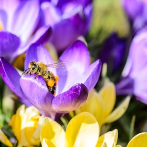 Close up of purple crocus with bees with yellow crocuses in the background