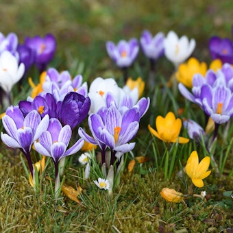 Purple, yellow and white crocuses growing in the ground