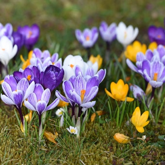 Crocuses Purple, yellow and white crocuses growing in the ground