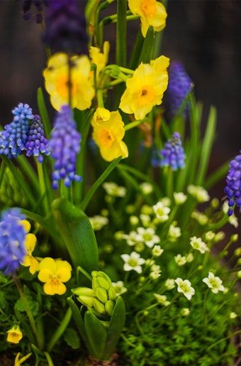 Daffodils and Grape Hyacinths and other flowers growing in the garden