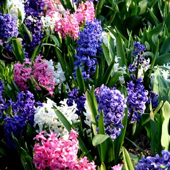 A closeup of purple, white and pink hyacinths growing in the garden
