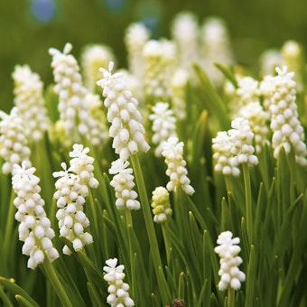 Muscari Closeup of white muscari blooms