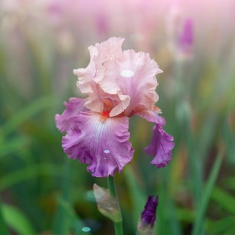 Closeup of purple bearded iris growing in garden