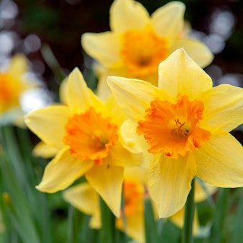 Closeup of yellow trumpet daffodils