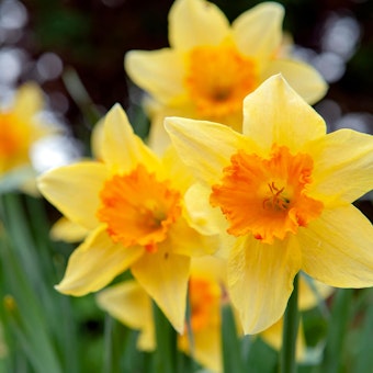 Trumpet Daffodils Closeup of yellow trumpet daffodils