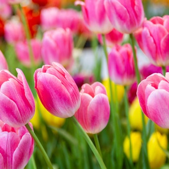 Closeup of pink tulips growing in the garden with red and yellow ones in the background