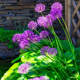Allium Purple Sensation Allium Purple Sensation growing near a stone wall and wooden trellis