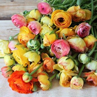 Ranunculus A mix of colorful, recently-cut Ranunculs blooms placed on a wooden floor or table
