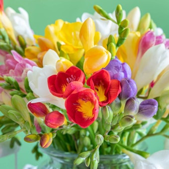 A closeup of red, white, yellow, purple and pink freesia blooms in a glass jar, against a mint background
