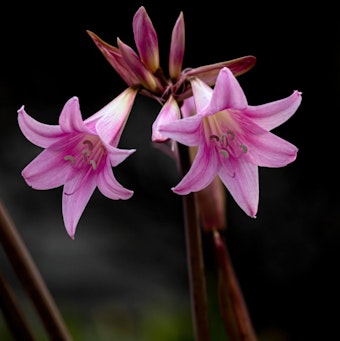 Amaryllis Closeup of amaryllis belladonna