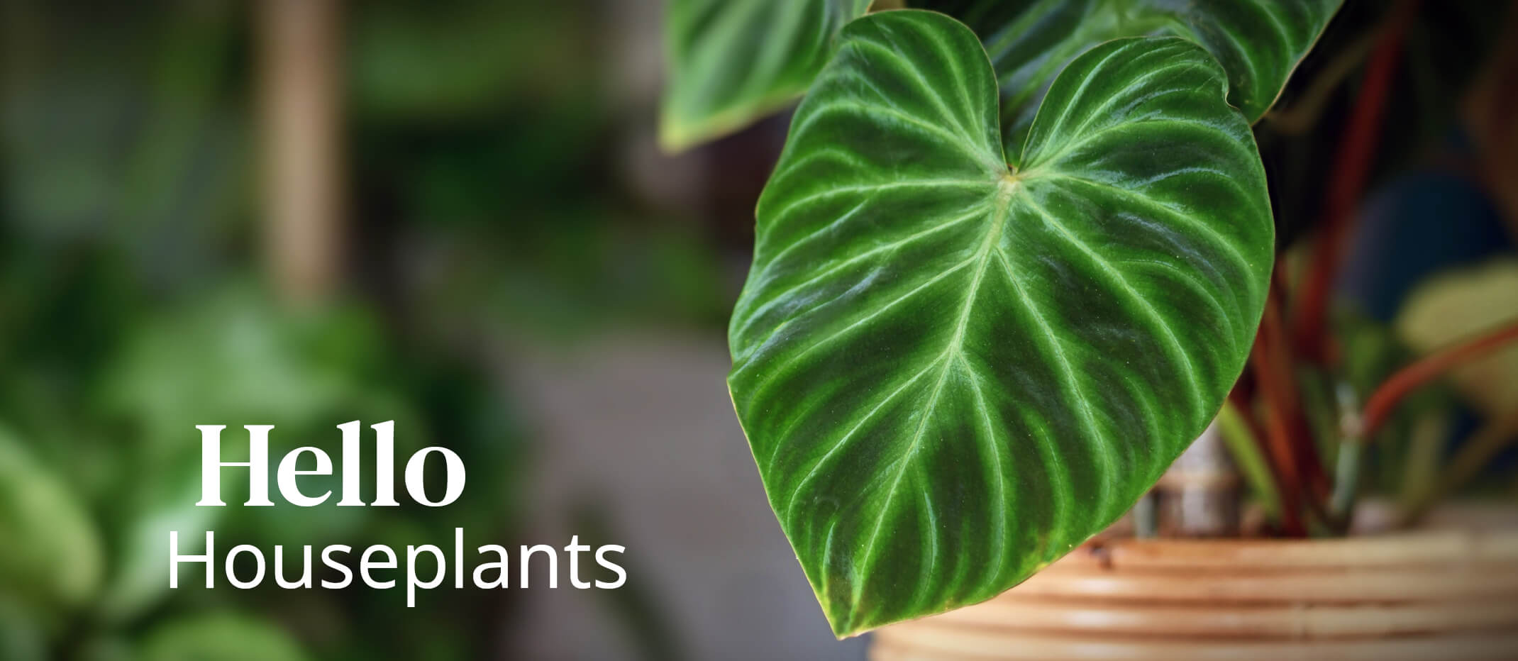 hello houseplants banner closeup of a big houseplant leaf and other houseplants blurred in the background with the words hello housplants