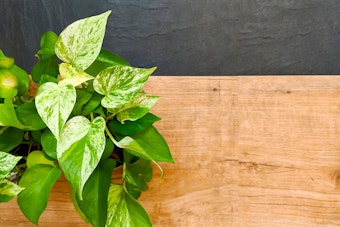 A golden pothos plant on a wood and slate table
