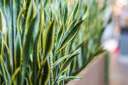 A closeup of sansevieria in a long, rectangular pot