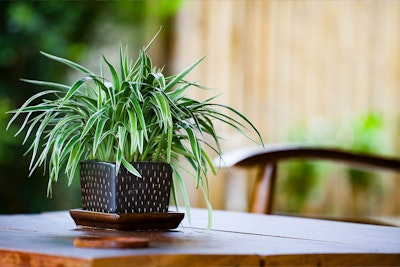 A spider plant in a black and white pot on a wooden table outside