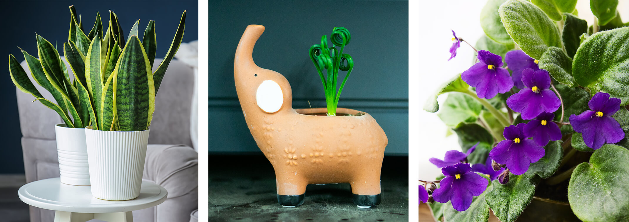 3 images - snake plants in white pots in a navy living room on a white round end table near a gray couch; a frizzle sizzle plant in a clay elephant pot; and a closeup of a purple African violet