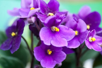 Closeup of a purple African violet plant against a bright teal background