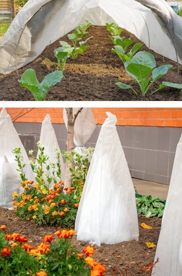 2 images - frost cloth arched over a vegetable garden; frost cloth covering several plants near a tree, building and orange and yellow flowers