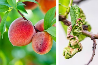 2 images - healthy peaches growing on a tree; a closeup of peach leaf curl