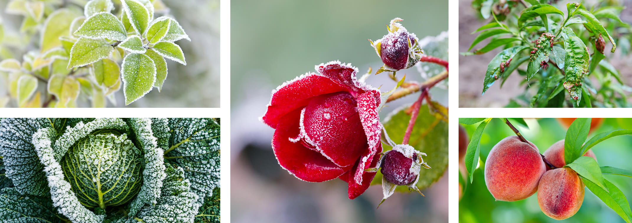 5 images - light green leaves covered in frost; cabbage covered in frost; a red rose and buds covered in frost; peach leaf curl on a peach tree; and healthy peaches growing on a tree