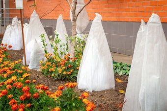 Frost cloth covering numerous plants near a building and orange and yellow flowers