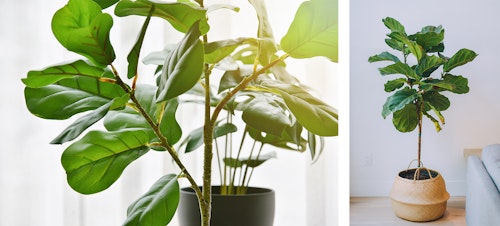 2 images - a closeup of a fiddle leaf fig tree with a potted monstera in the background; and a large fiddle leaf fig tree potted in a light brown basket near a light blue couch