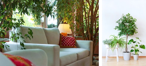 2 images - a sofa and loveseat in a living room surrounded by large ficus benjamina houseplants; a room with a potted ficus benjamina next to other potted houseplants and a white wooden bench