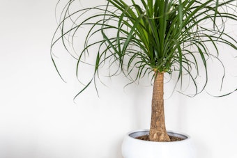 A ponytail palm in a white rounded planter against a white inside wall