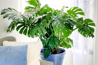 A monstera deliciosa in a blue pot near white curtains, and a grey couch with a white and a blue pillow on it