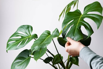 A closeup of a monstera deliciosa houseplant with someone touching its largest leaft