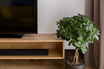 A potted ficus moclame plant near a TV and wooden tv stand and light mocha curtains