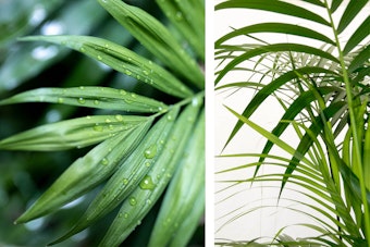 2 images - a close up of kentia palm leaves; and a kentia palm houseplant