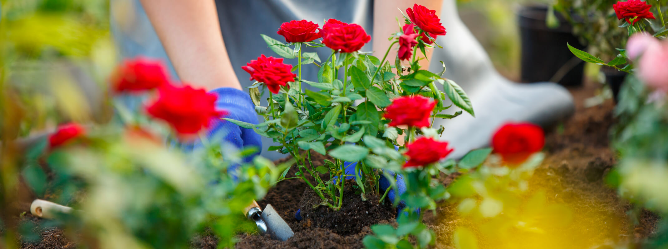 planting red roses in garden