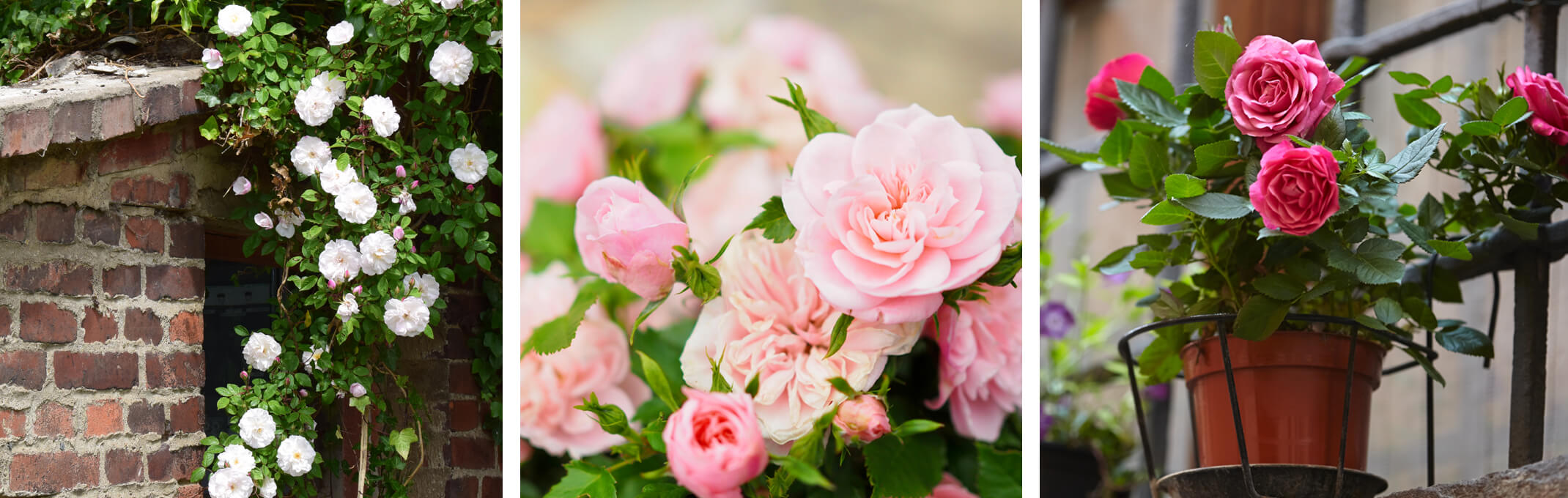white climbing roses training from a brick wall or entry, pink roses up close and dark pink rose in container sitting in window