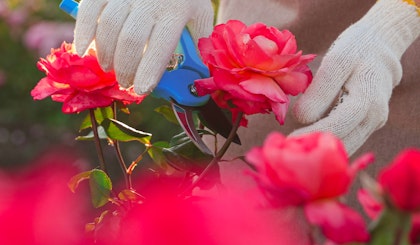 With blue pruners, pruning a bright pink rose in rose garden