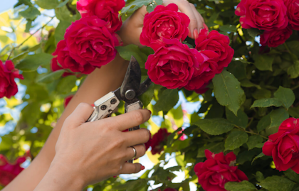 Pruning red roses