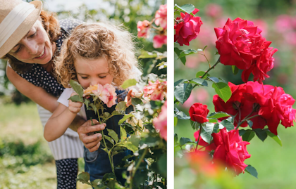 2 images with the first of a woman and little girl smelling a peach colored rose in a rose garden and the second image a close up of bright pinkish red roses