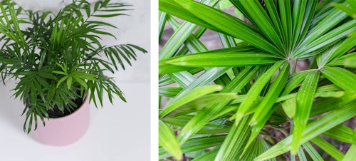 2 images - a Rhapis Palm in a pink pot; and a close up of Rhapis Palm leaves