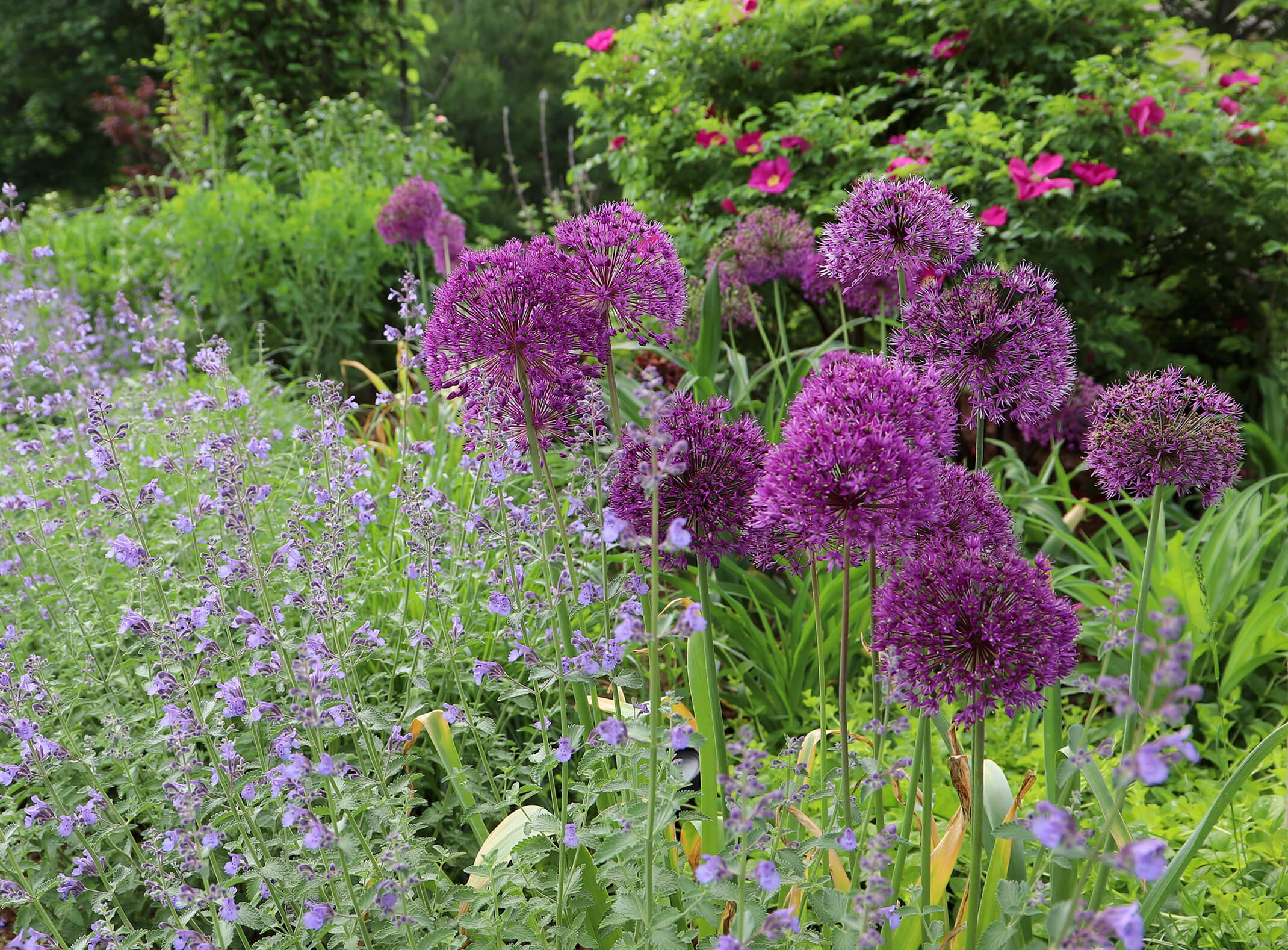 Image of Alliums companion plants for roses
