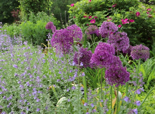 Allium flowers in the midst of other perennials